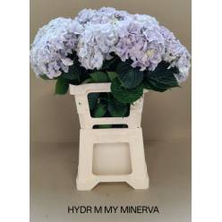 Hortensia Hol. My Minerva 65cm �18/20 Malva