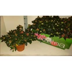 P. Azalea Si Mixta 14/32cm "CC6"