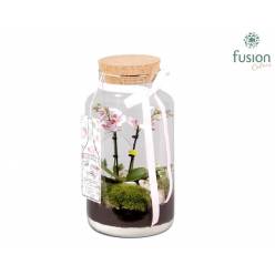 P. Composici�n Terrarium Phalaenopsis 19/35cm "CC3"