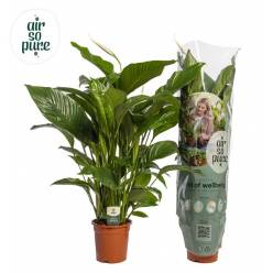 P. Spathyfilium Sweet Lauretta 24/100cm  3F