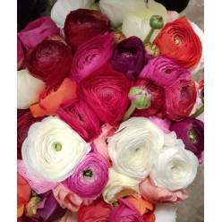 Ranunculos Italia "Cloni Extra" Mixto 45cm