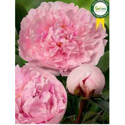 Peonia Hol. Reine Hortens 55cm