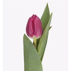 Tulipan Hol. Galibier 40cm Lil.