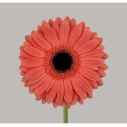 Gerbera Hol. Jamilla "T25"