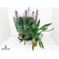 P. Aech Blue Rain 15/60cm x8