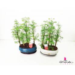 P. Bonsai Ov. 23/35cm x2