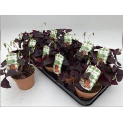 P. Oxalis Triangularis 12/20cm "CC6"