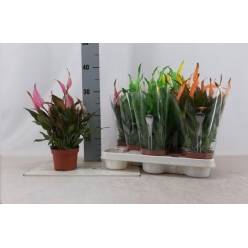 P. Spathyfilium Chopin -Tintado- 10.5/30cm x12 8F