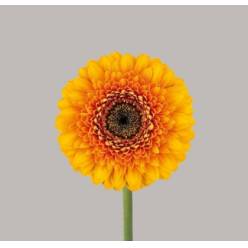 Gerbera Mini Hol. Gerponi Bonita "T30"