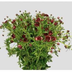 Ranunculos Magical Chocolate "AAA" 70cm 200gr "T15"