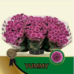 Santini Yummy 1200gr "T25" Fuc.