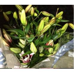 Oriental Hol. Bic. Starfighter 60cm 2 fl.