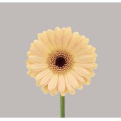 Gerbera Mini Hol. Cairo "T20"
