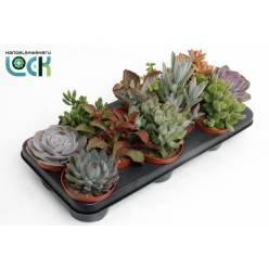 P. Succulenta Ov mixta 10.5/15cm "CC12"