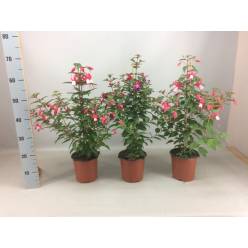 P. Fuchsia Hol. Bella Mix Piramide 17/65cm x6