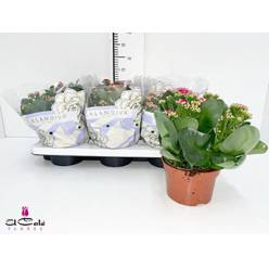 P. Kalanchoe B Ge C Mixto 4 Kl 15/26cm  "CC6"