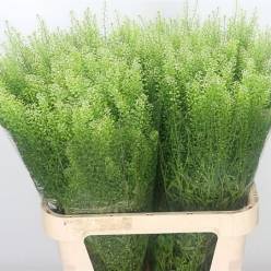 Lepidium Thlaspy Italia Gree Dragon 70cm 35gr "T20"