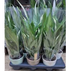 P. Spathyfilium Sweet Chico Amanda 13/55cm 5F x6 -Ceramica-