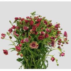 Ranunculos Magical Raspberry "AAA" 70cm 90gr "T20"