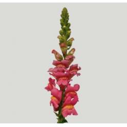 Antirrhinum Italia Cherry Rose 80cm