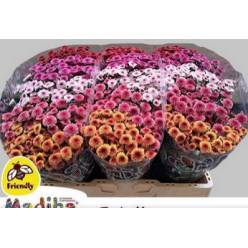 Santini Mad. Mixta Tyolo 1100gr "T25"