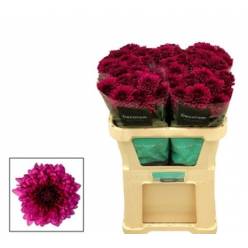 Uniflor Hol. Lamira 100gr Lil.