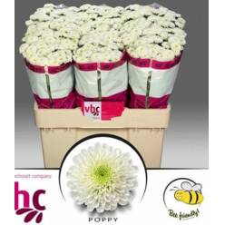 Santini Poppy 1000gr "T25" Bl.