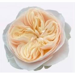 Rosa Hol. Asha Rose 50cm