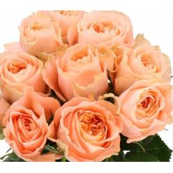 Rosa Hol. Charming Reeva 60cm