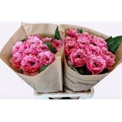 Rosa Hol. Regents Park 70cm