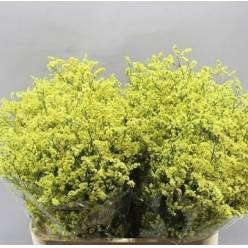 Limonium Hol. Sin China Lemon 65cm 20gr "T25"