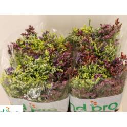 Limonium Hol. Harleking 50cm 20gr "T25"