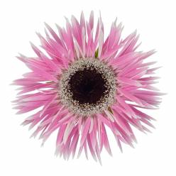 Gerbera Mini Hol. Gerspider Punki Olinda "T20"