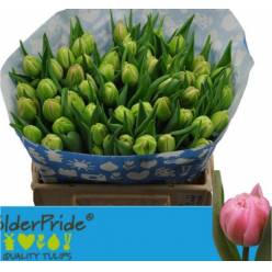 Tulipan Hol. Atlanta 35cm Rs.