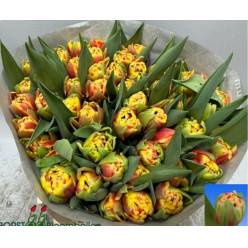 Tulipan Hol. Cannonball 45cm