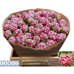 Tulipan Hol. Lets Dance 40cm Rs.