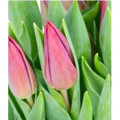 Tulipan Hol. Loyalty 40cm Rs.