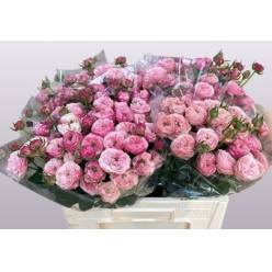 Ramificada Royal Blush  Fancy 50cm 35gr "Premium"