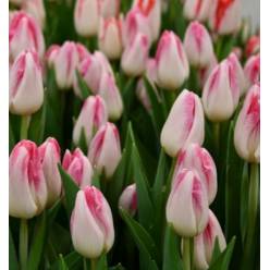 Tulipan Hol. Sinfonie 40cm Rs.