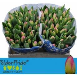 Tulipan Hol. Toy 40cm Rs.