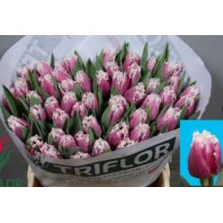 Tulipan Hol. Dentado Overig 40cm Rs.