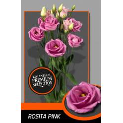 Lisiantus Hol. Rosi Rose Pink 70cm 55gr "Waalzicht "
