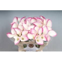 Calla Call Mario 60cm