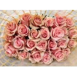 Rosa Ecu. Sweet Mondial 60cm