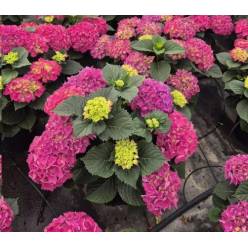 P. Hortensia Nac. Lila-Fresa 21/60cm x5  -Mesado-