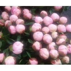 Peonia Hol. Angel Cheeks 55cm Rs "AAA"