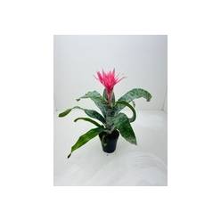 P. Aech fas. Primera 12/40cm x10