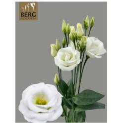 Lisiantus Hol. Rosi White 70cm 55gr "BERG"