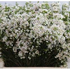 Flor Cera Hol. Un Eve 60cm 40gr Bl. "T25"