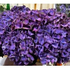 Hortensia Hol. My Inferno 80cm �18/20 Rs.